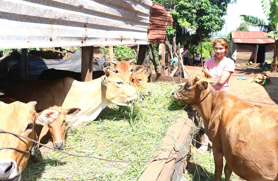 Nhờ chịu khó làm ăn cùng sự hỗ trợ của các cấp, đời sống kinh tế gia đình chị Rmah H’Pép ngày càng ổn định hơn. Ảnh: Q.T Nhờ chịu khó làm ăn cùng sự hỗ trợ của các cấp, đời sống kinh tế gia đình chị Rmah H’Pép ngày càng ổn định hơn. Ảnh: Q.T