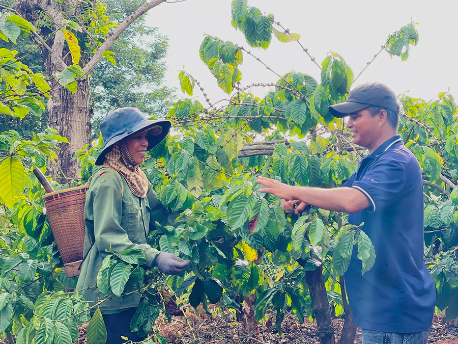 Trưởng thôn Rơ Châm Săng hướng dẫn chị Siu Lát chăm sóc cà phê theo hướng hữu cơ. Ảnh: M.K Trưởng thôn Rơ Châm Săng hướng dẫn chị Siu Lát chăm sóc cà phê theo hướng hữu cơ. Ảnh: M.K