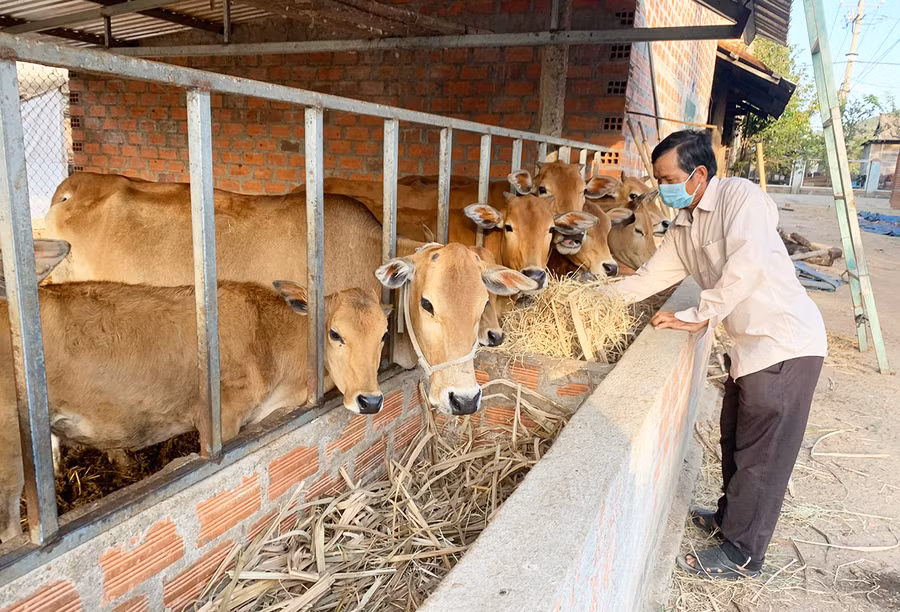 Nhờ tiếp cận nhiều nguồn thông tin hữu ích mà ông Kpă Krik (buôn Jứ Ama Nai) đã phát triển kinh tế gia đình với thu nhập trên 150 triệu đồng/năm. Ảnh: V.C