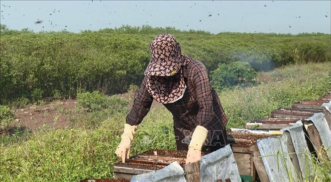 Do thời tiết thuận lợi, mật ong từ phấn hoa sú vẹt thơm và màu đẹp hơn nên người nuôi rất phấn khởi. Ảnh: Hải Yến/TTXVN