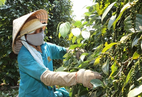 Thủ tướng chỉ đạo hỗ trợ các doanh nghiệp xuất khẩu hồ tiêu sang thị trường UAE. Ảnh nguồn internet