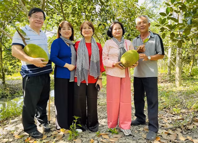Chị Nhung (thứ 2 từ trái qua) tìm hiểu vùng nguyên liệu mít tại xã Đại Thành, TP.Ngã Bảy, Hậu Giang.