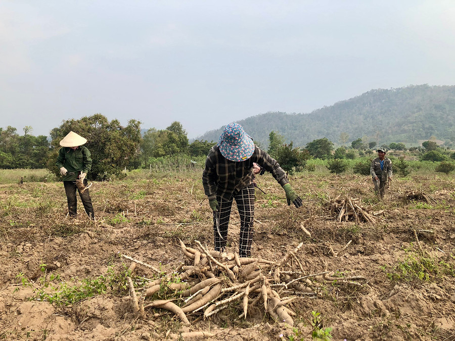 Người dân xã Ia Rmok thu hoạch mì. Ảnh: Lê Nam