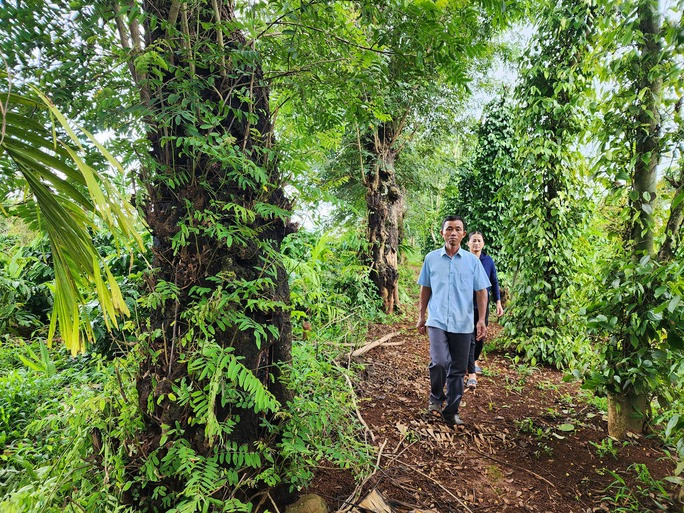 Đề nghị xem xét đơn kêu cứu của người bị khởi tố vì lấy 1 khúc gỗ muồng - Ảnh 1. Hàng muồng giữa đường bờ lô vườn cà phê nhận khoán