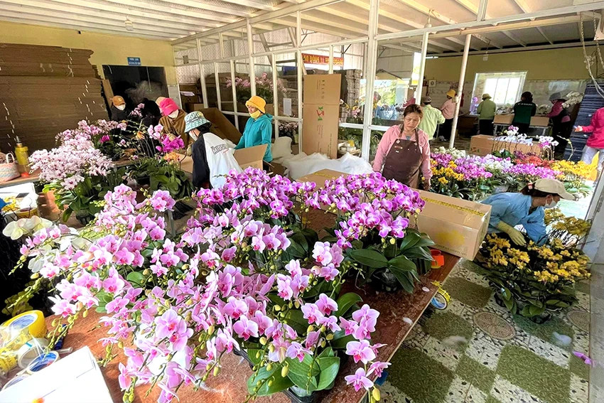 Năm nay nhà vườn Đà Lạt tung ra thị trường nhiều loài hoa mới, chất lượng cao. Ảnh: TÚ UYÊN