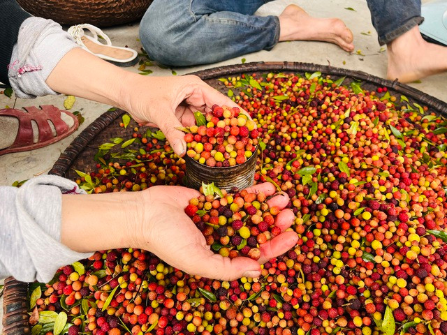 Dâu rừng được dân hái mang về nhà, có thương lái đến thu mua.