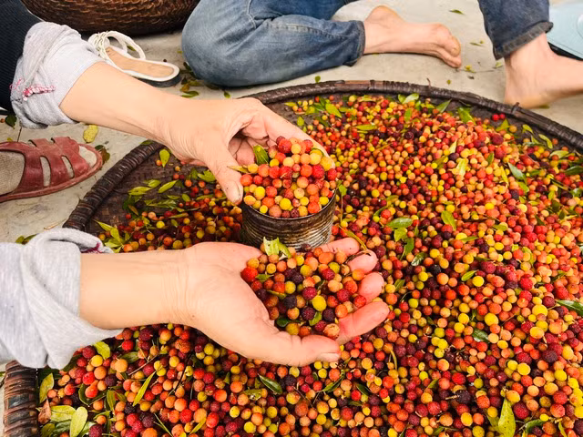 Dâu rừng được dân hái mang về nhà, có thương lái đến thu mua. Dâu rừng được dân hái mang về nhà, có thương lái đến thu mua.