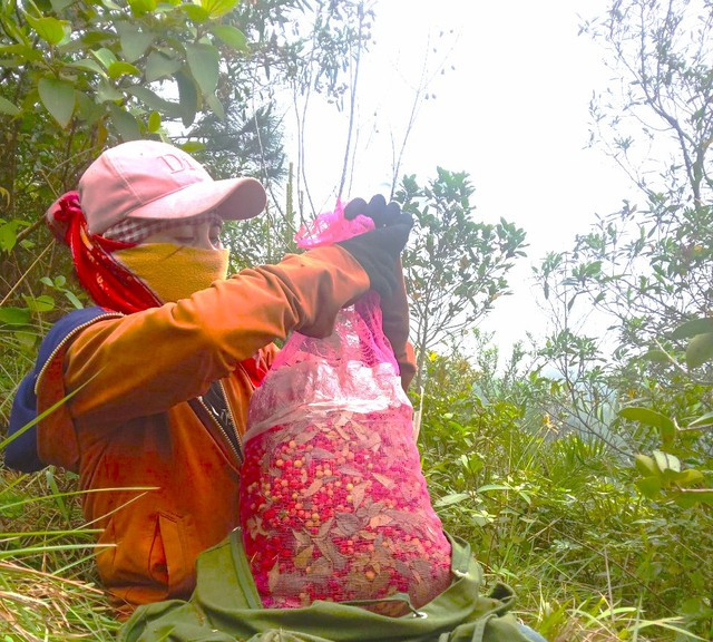 Những người đi hái dâu rừng trên dãy Hoành Sơn.