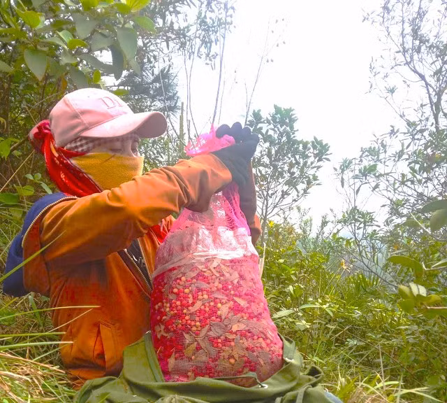 Những người đi hái dâu rừng trên dãy Hoành Sơn. Những người đi hái dâu rừng trên dãy Hoành Sơn.