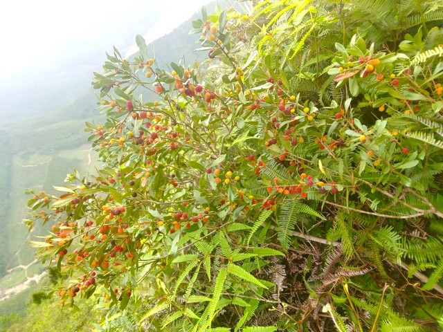 Dâu rừng chín đỏ mọng trên dãy Hoành Sơn.