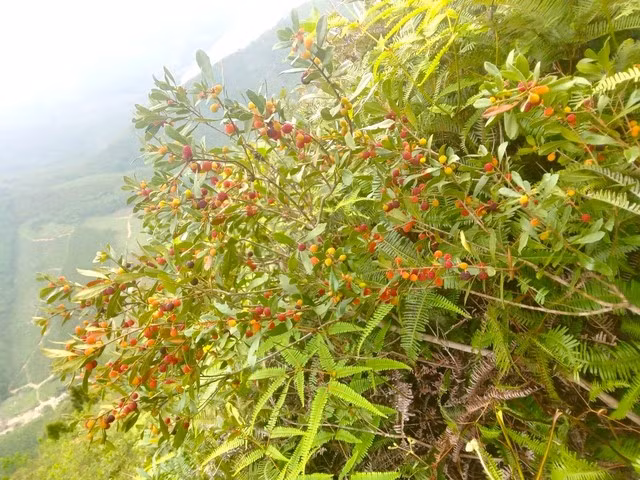 Dâu rừng chín đỏ mọng trên dãy Hoành Sơn. Dâu rừng chín đỏ mọng trên dãy Hoành Sơn.