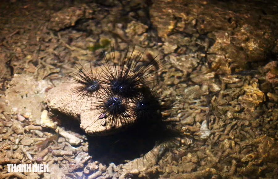 Dọc đường vượt sóng, trèo ghềnh khá thử thách nhất là đối với dân thành thị, gặp người địa phương soi đèn đi bắt hải sản. Đó là những con nhím biển bám trên đụn san hô hay các loài cá nhỏ sống gần bờ núp giữa đám rong lá lớn. Nhum hay còn gọi là nhím biển và có tên gọi khác nữa là cầu gai, có hình dáng nhỏ bé giống trái chôm chôm, màu đen, sống trên các gành đá ven biển. Bởi toàn là gai, nên người bắt nhum phải rất khéo léo để không bị gai đâm. Nhum có thể được chế biến nhiều món ăn ngon, bổ và là bài thuốc cho sức khỏe. Ảnh: TRÍ MINH