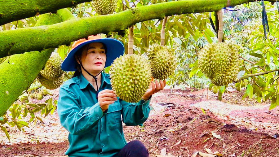 Nhiều nông dân ở huyện Chư Prông đã vươn lên trở thành hộ sản xuất kinh doanh giỏi. Ảnh: T.N