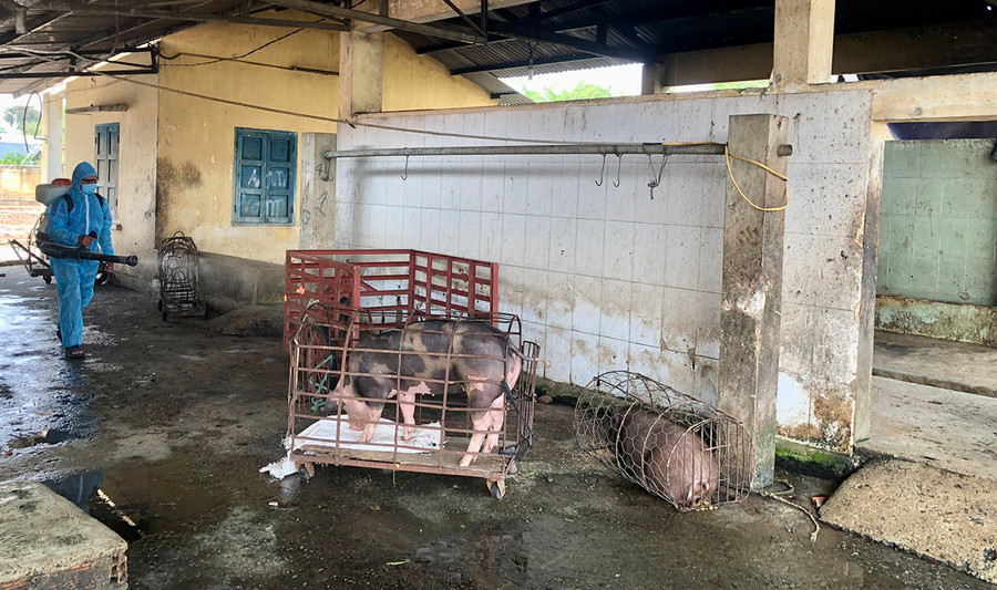 Nhân viên thú y huyện Krông Pa phun khử khuẩn khu vực lò giết mổ tập trung. Ảnh: G.H Nhân viên thú y huyện Krông Pa phun khử khuẩn khu vực lò giết mổ tập trung. Ảnh: G.H