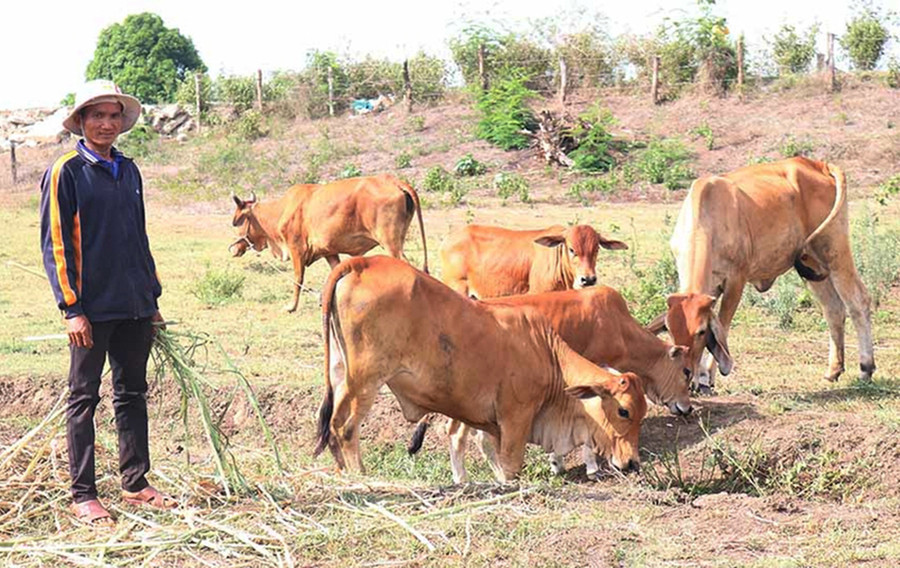 Đàn bò của gia đình anh Đinh Nech (làng Hle Hlang, xã Yang Trung). Ảnh: N.S Đàn bò của gia đình anh Đinh Nech (làng Hle Hlang, xã Yang Trung). Ảnh: N.S