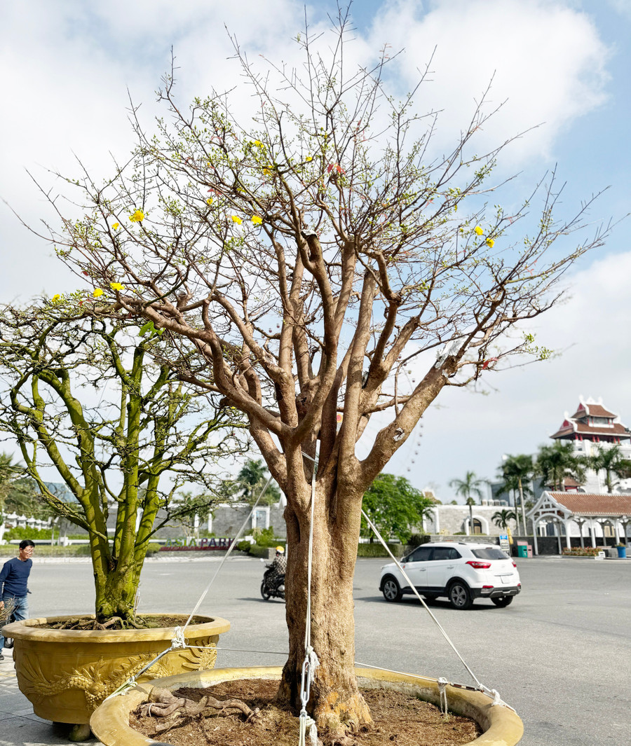 Mai hồng diệp giá 2 tỉ đồng hiện đã nở vài bông Mai hồng diệp giá 2 tỉ đồng hiện đã nở vài bông
