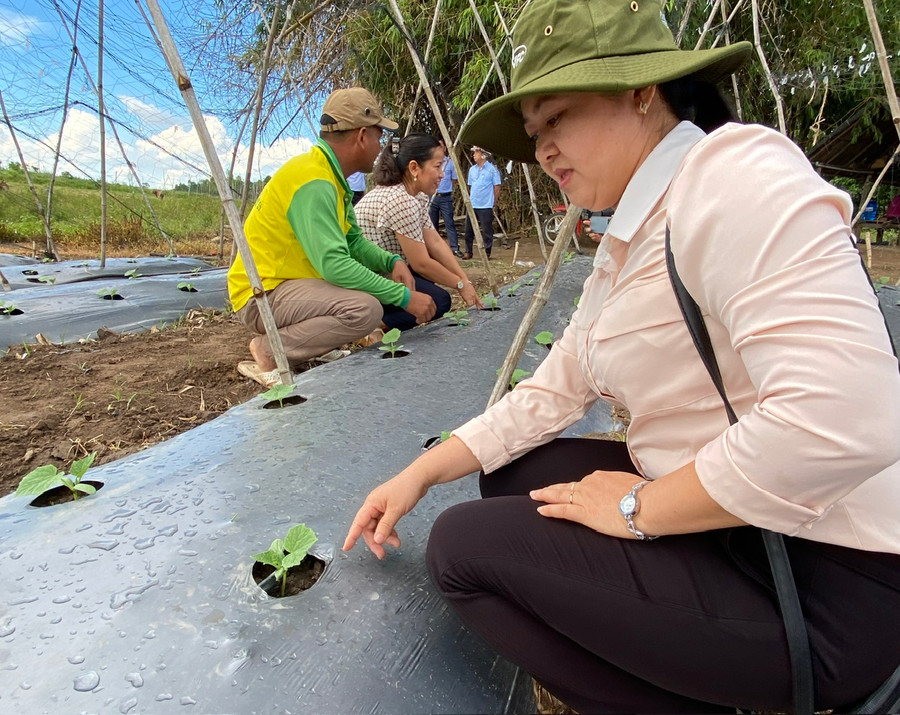 Cán bộ nông nghiệp huyện hướng dẫn người dân canh tác, sản xuất rau màu hiệu quả. Ảnh: Thanh Tuấn