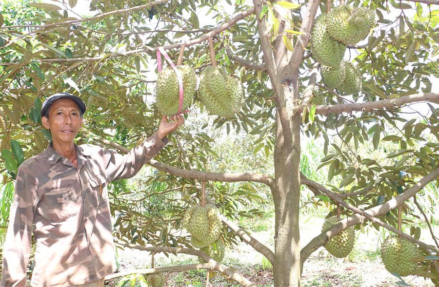 HTX nông nghiệp còn yếu, chưa kết nối được với doanh nghiệp và thị trường. Ảnh: Quang Tấn HTX nông nghiệp còn yếu, chưa kết nối được với doanh nghiệp và thị trường. Ảnh: Quang Tấn