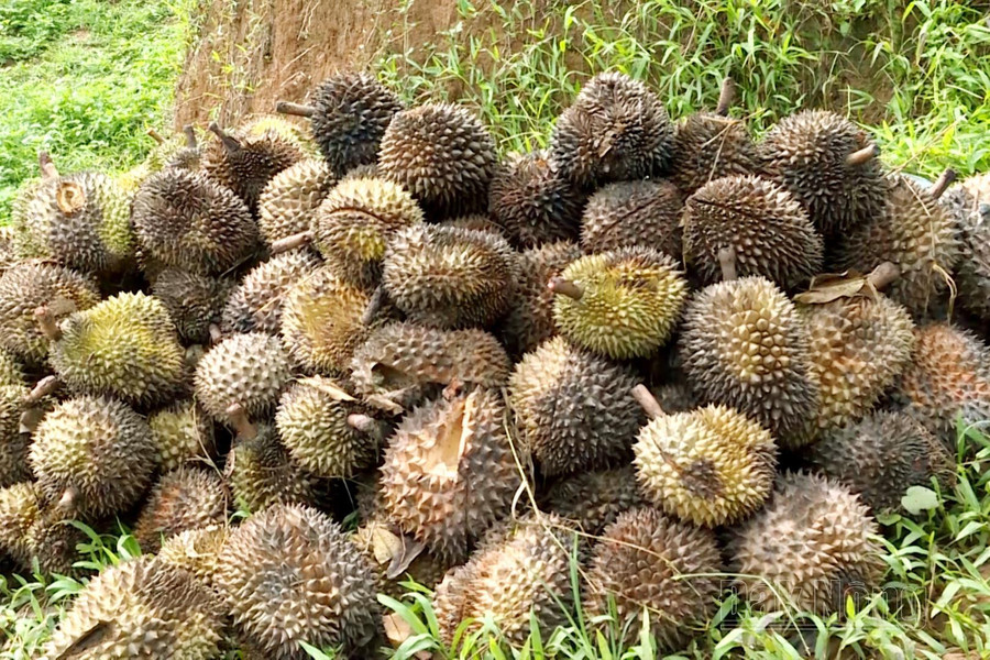 Ước tính, khoảng 8 tấn sầu riêng chuẩn bị thu hoạch của anh Khoa bị thiệt hại Ước tính, khoảng 8 tấn sầu riêng chuẩn bị thu hoạch của anh Khoa bị thiệt hại