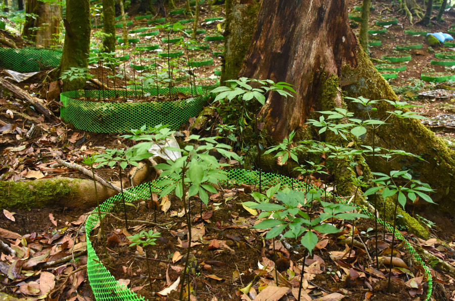 Sâm Ngọc Linh được trồng dưới tán rừng. Ảnh: PN