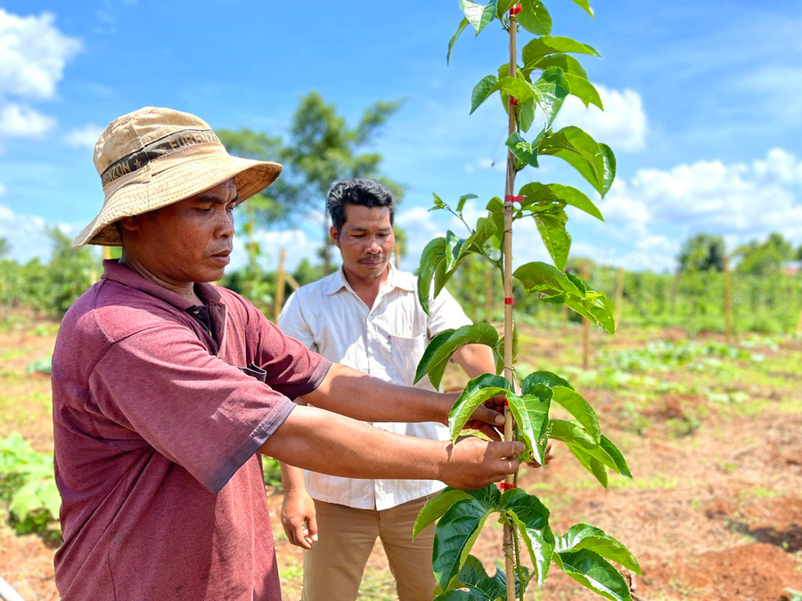 Ông Rơ Chăm Bình (bìa trái, làng Hreng, xã Hòa Phú, huyện Chư Păh) đã nhận thức được âm mưu thâm độc của bọn FULRO lưu vong nên từ bỏ ý định vượt biên mà chăm lo cuộc sống gia đình. Ảnh: Minh Triều