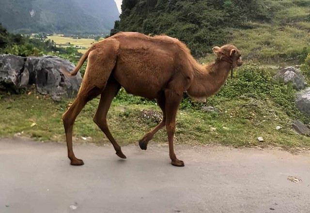 Lạc đà được thả ra môi trường tự nhiên để ăn cỏ. Ảnh: MXH