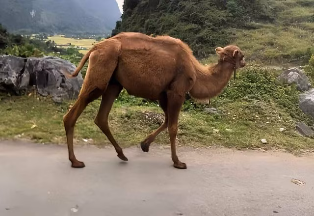 Lạc đà được thả ra môi trường tự nhiên để ăn cỏ. Ảnh: MXH