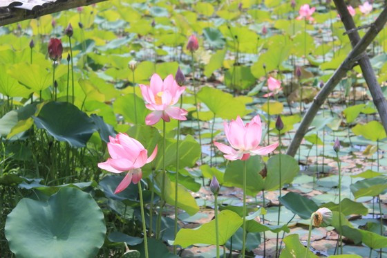 Đồng sen Trà Lý đang là nơi thu hút nhiều bạn trẻ gần xa đến để check in Đồng sen Trà Lý đang là nơi thu hút nhiều bạn trẻ gần xa đến để check in