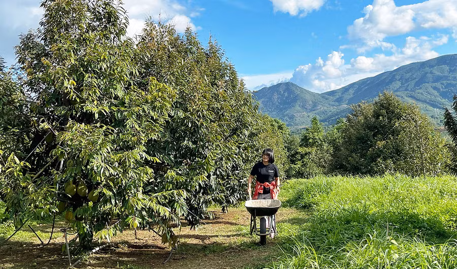 Du lịch nông nghiệp là loại hình có thế mạnh của Gia Lai. Ảnh: H.N Du lịch nông nghiệp là loại hình có thế mạnh của Gia Lai. Ảnh: H.N