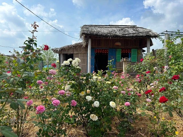 Trước nhà anh Duy, hoa hồng đủ màu sắc nở rộ. Ảnh: KIM NGỌC NGHIÊN Trước nhà anh Duy, hoa hồng đủ màu sắc nở rộ. Ảnh: KIM NGỌC NGHIÊN
