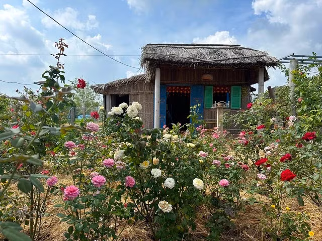 Trước nhà anh Duy, hoa hồng đủ màu sắc nở rộ. Ảnh: KIM NGỌC NGHIÊN Trước nhà anh Duy, hoa hồng đủ màu sắc nở rộ. Ảnh: KIM NGỌC NGHIÊN