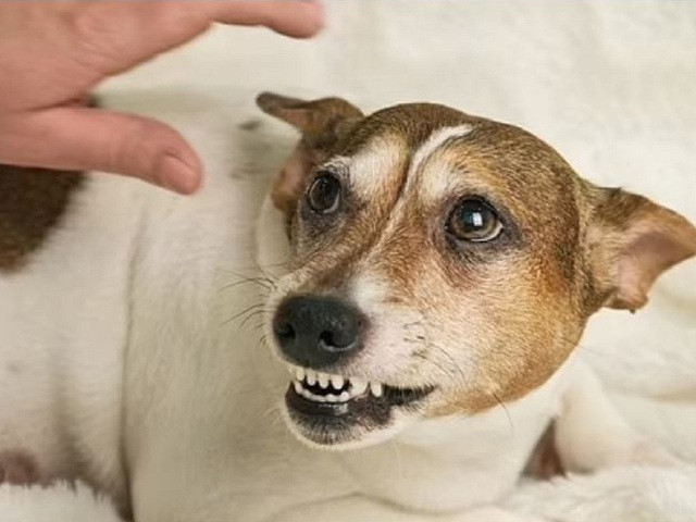 Điều đầu tiên cần làm khi bị chó cắn là hãy tránh xa con chó. Ảnh: SHUTTERSTOCK