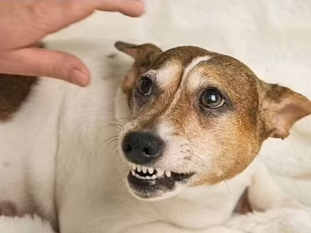 Điều đầu tiên cần làm khi bị chó cắn là hãy tránh xa con chó. Ảnh: SHUTTERSTOCK