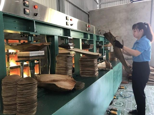 Công nhân gia công sản phẩm từ mo cau tại của cơ sở Cau Việt của chị An. Ảnh DUY TÂN Công nhân gia công sản phẩm từ mo cau tại của cơ sở Cau Việt của chị An. Ảnh DUY TÂN