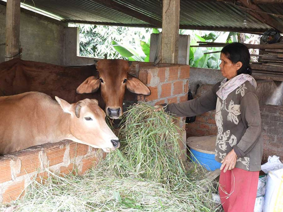 Người dân làng Jut (xã Ia Dêr, huyện Ia Grai) chăn nuôi bò để tăng thu nhập. Ảnh: Thanh Nhật