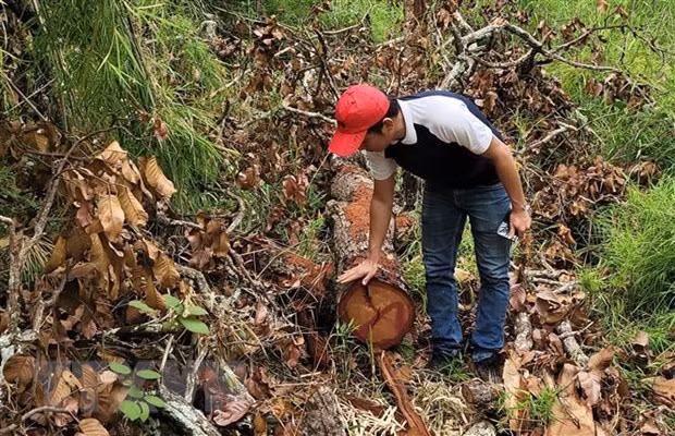 Hiện trường vụ khai thác gỗ trái phép tại huyện Mang Yang, tỉnh Gia Lai. (Ảnh: Hoài Nam/TTXVN)