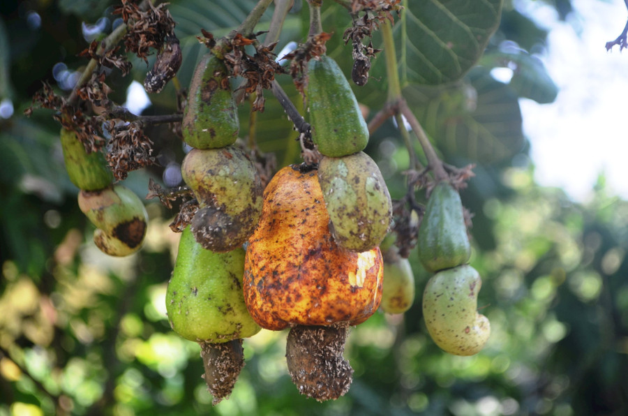 Hạt điều ở Đắk Nông năm nay có chất lượng không cao Hạt điều ở Đắk Nông năm nay có chất lượng không cao