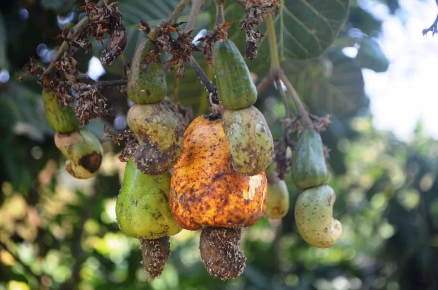 Hạt điều ở Đắk Nông năm nay có chất lượng không cao