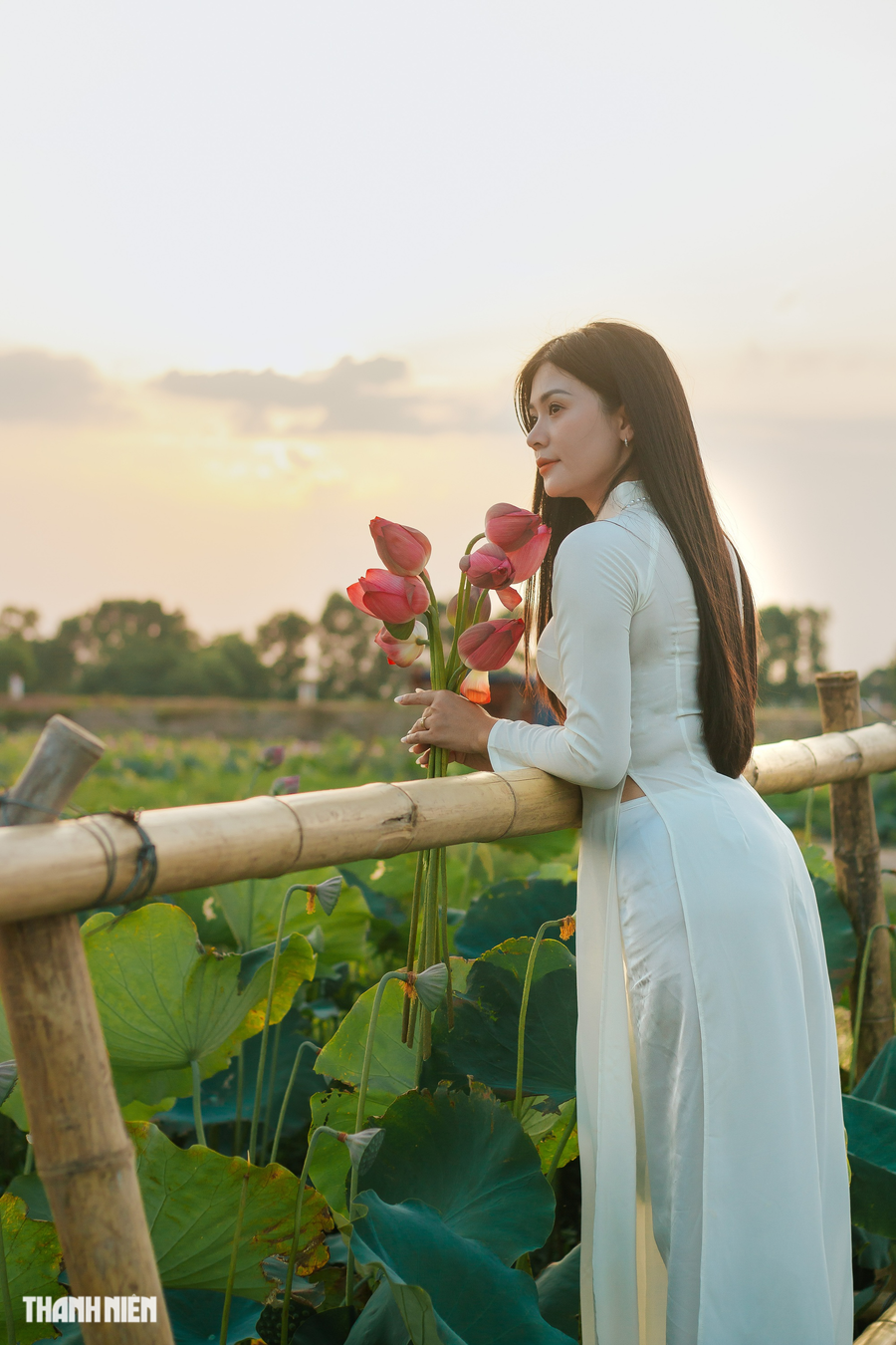 Xế chiều là thời điểm đẹp nhất tại đầm sen làng Tả Phan. Ảnh: Bá Cường Xế chiều là thời điểm đẹp nhất tại đầm sen làng Tả Phan. Ảnh: Bá Cường