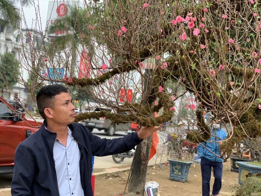 Anh Đặng Văn Cường 36 tuổi (trú tại xã Nghi Phú, thành phố Vinh, tỉnh Nghệ An) - chủ vườn cho hay, vài tháng trước, anh đã đặt thuê gốc đào này từ một chủ vườn ở Thường Tín, Hà Nội trong thời gian khoảng một tháng Tết với giá 100 triệu đồng. Tuần trước, để đưa được gốc đào này về Nghệ An, anh đã phải sử dụng loại xe đầu kéo, tiêu tốn hàng chục triệu đồng. Ảnh: Quỳnh Trang