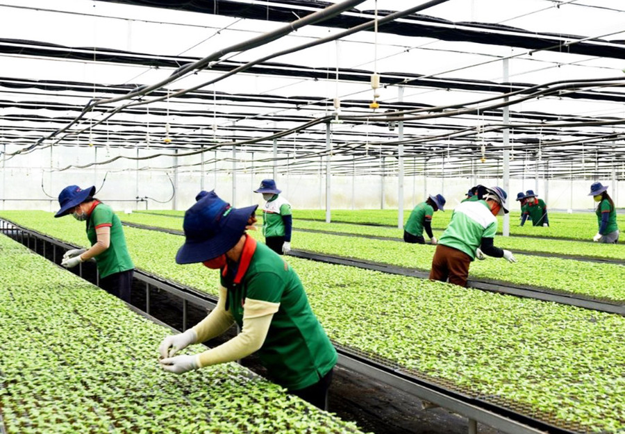 Vườn ươm giống của DOVECO Gia Lai (ảnh đơn vị cung cấp).