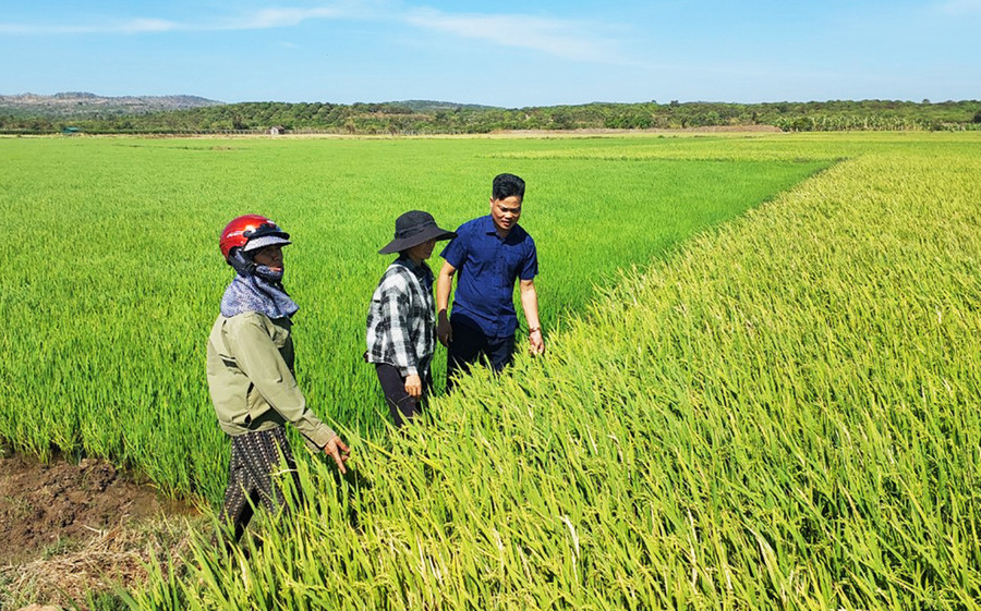 Người dân làng Me trao đổi kinh nghiệm chăm sóc lúa nước. Ảnh: N.D Người dân làng Me trao đổi kinh nghiệm chăm sóc lúa nước. Ảnh: N.D