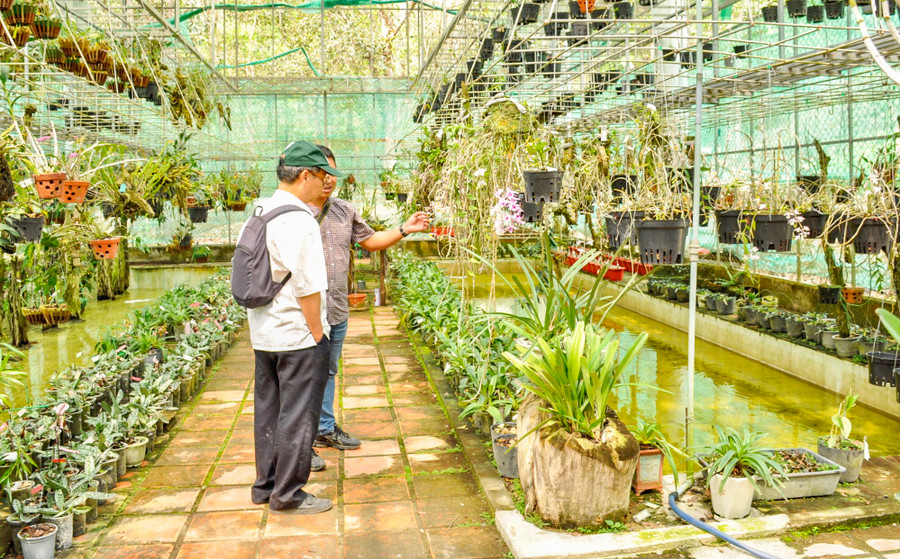 Khảo sát vườn bảo tồn Lan rừng tại VQG Chư Mom Ray. Ảnh: HT Khảo sát vườn bảo tồn Lan rừng tại VQG Chư Mom Ray. Ảnh: HT