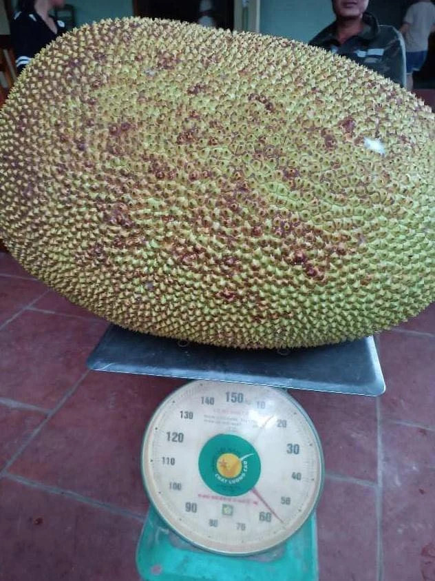 Trái mít ở Thanh Hóa nặng 56 kg. Ảnh NVCC Trái mít ở Thanh Hóa nặng 56 kg. Ảnh NVCC