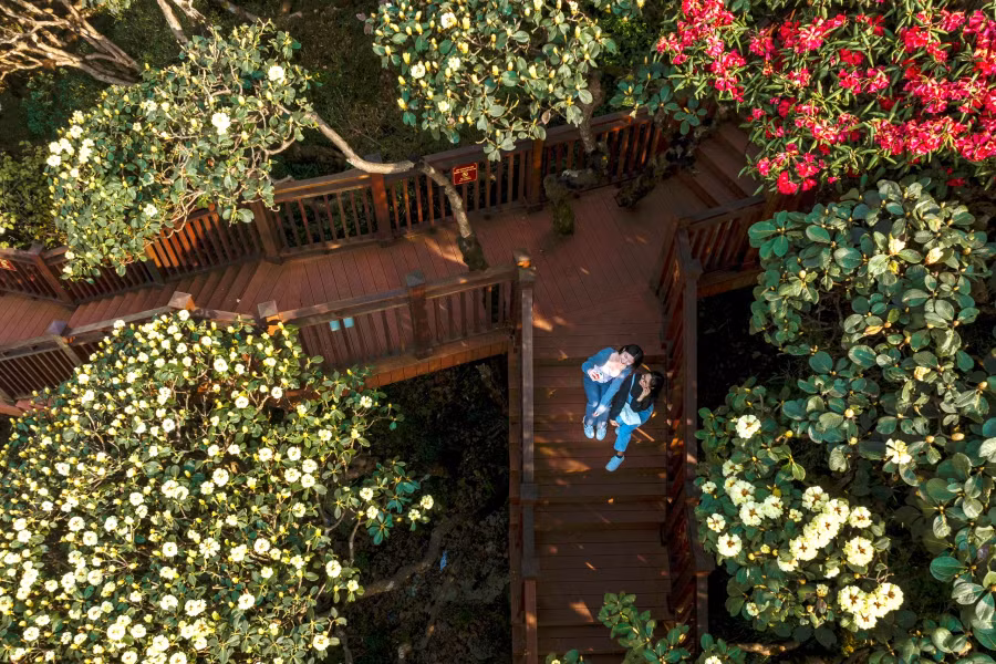 Sự ra đời của đường dạo ngắm hoa đỗ quyên đã thỏa mãn đam mê chiêm ngưỡng và chụp ảnh ở cự ly gần của đông đảo du khách và giới nhiếp ảnh gia, thay vì chỉ được ngắm nhìn "nữ hoàng hoa của núi rừng Tây Bắc" từ xa hoặc từ trên cáp treo như trước đây.