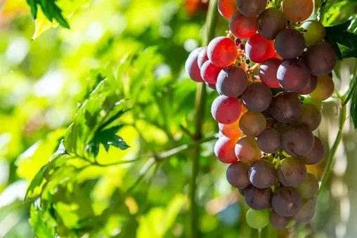 Nho đỏ rất giàu flavonoid và resveratrol có thể tăng cường chức năng thận. Ảnh Pexels Nho đỏ rất giàu flavonoid và resveratrol có thể tăng cường chức năng thận. Ảnh Pexels
