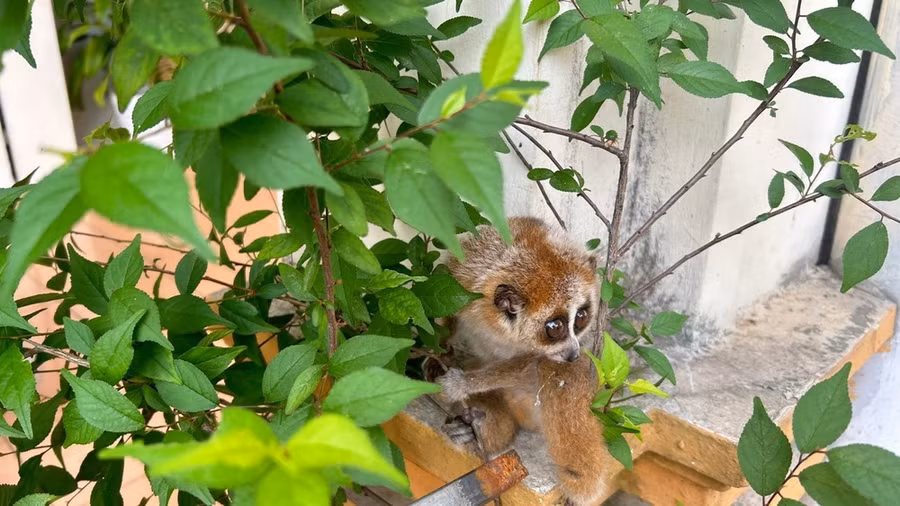 Loài Culi nhỏ cực kỳ quý hiếm được phát hiện tại Bắc Kạn. (Ảnh: TTXVN phát)