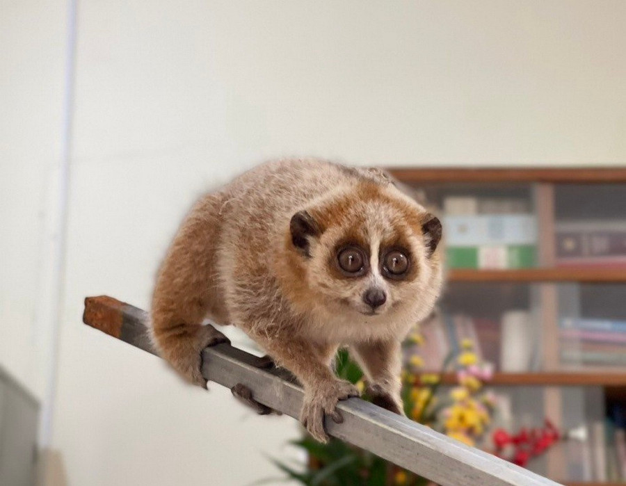 Loài Culi nhỏ có tên khoa học Nycticebus pygmaeus. (Ảnh: TTXVN phát) Loài Culi nhỏ có tên khoa học Nycticebus pygmaeus. (Ảnh: TTXVN phát)