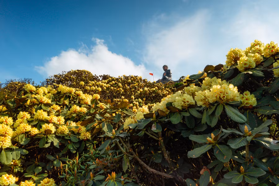 Điều đặc biệt là tại Fansipan có những cây đỗ quyên rừng cổ thụ có tuổi đời hơn 300 năm, sinh trưởng trên những vách núi cheo leo vươn mình để đón nắng