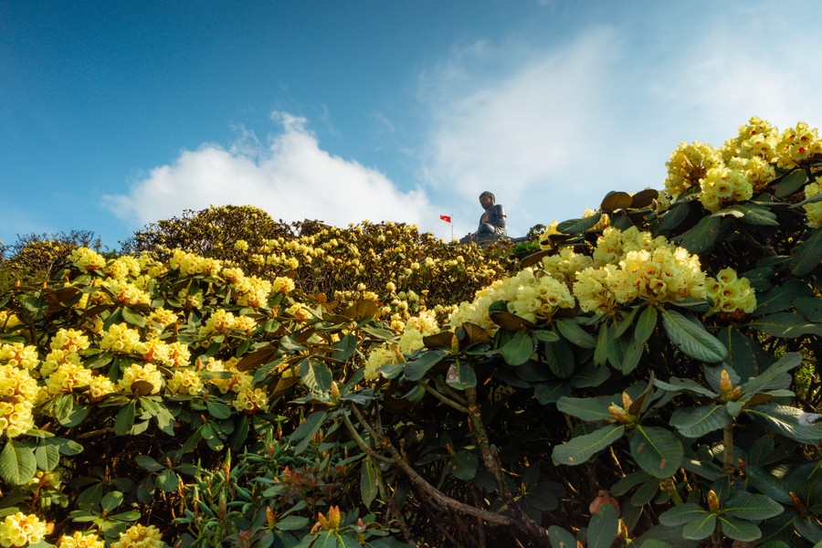 Điều đặc biệt là tại Fansipan có những cây đỗ quyên rừng cổ thụ có tuổi đời hơn 300 năm, sinh trưởng trên những vách núi cheo leo vươn mình để đón nắng